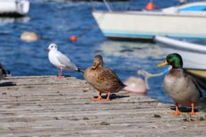 Ducks resting on the wharf with seagulls at Lake Garda Italy